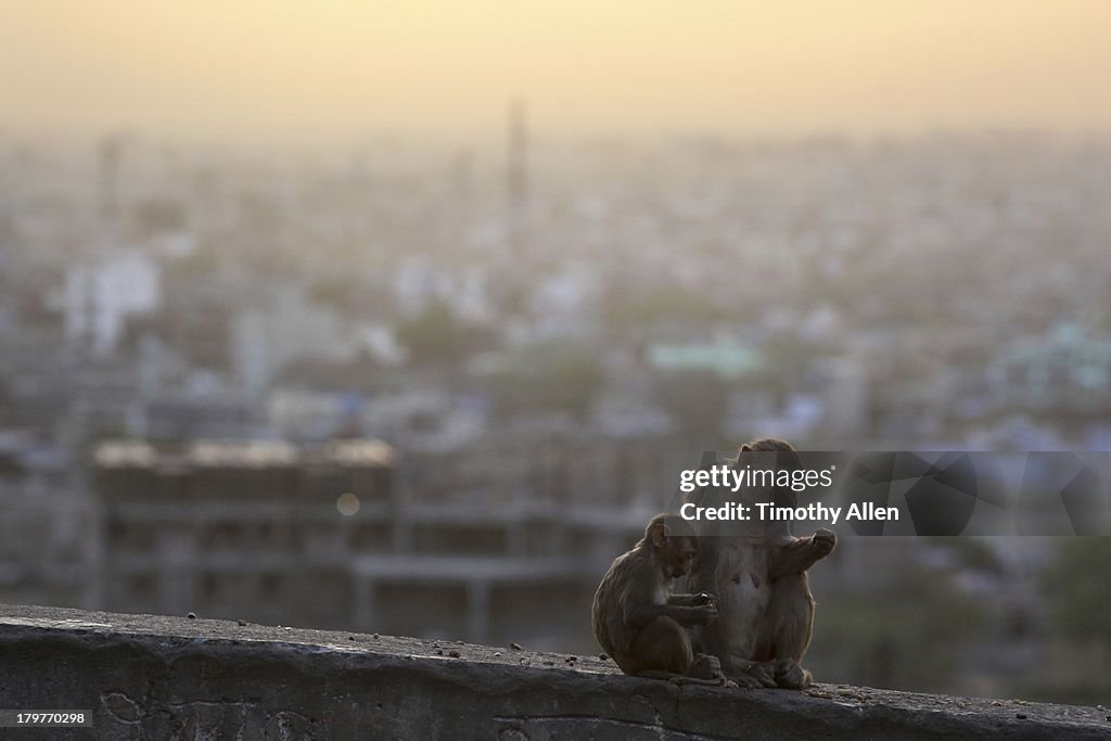 Rhesus Macaques on Monkey temple rooftop at dusk
