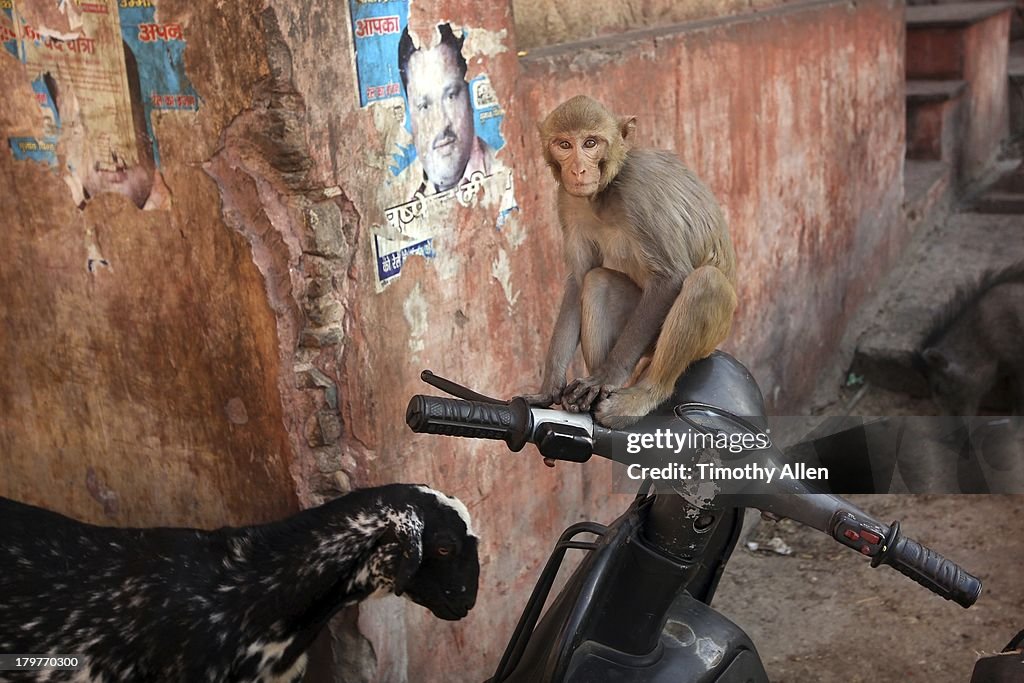 Rhesus Macaque monkey sitting on motor scooter