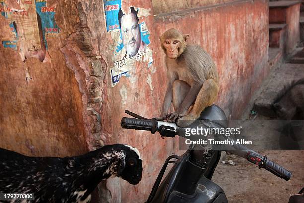 rhesus macaque monkey sitting on motor scooter - macaque stock pictures, royalty-free photos & images