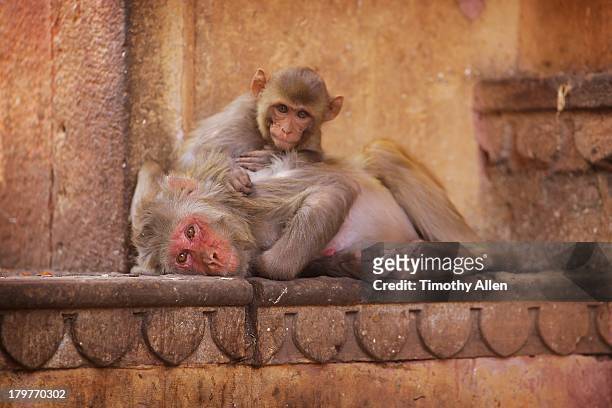 rhesus macaques grooming at monkey temple - rhesus macaque stock pictures, royalty-free photos & images