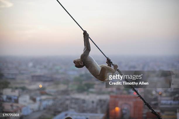 rhesus macaque climbs wire over jaipur - rhesus macaque stock pictures, royalty-free photos & images