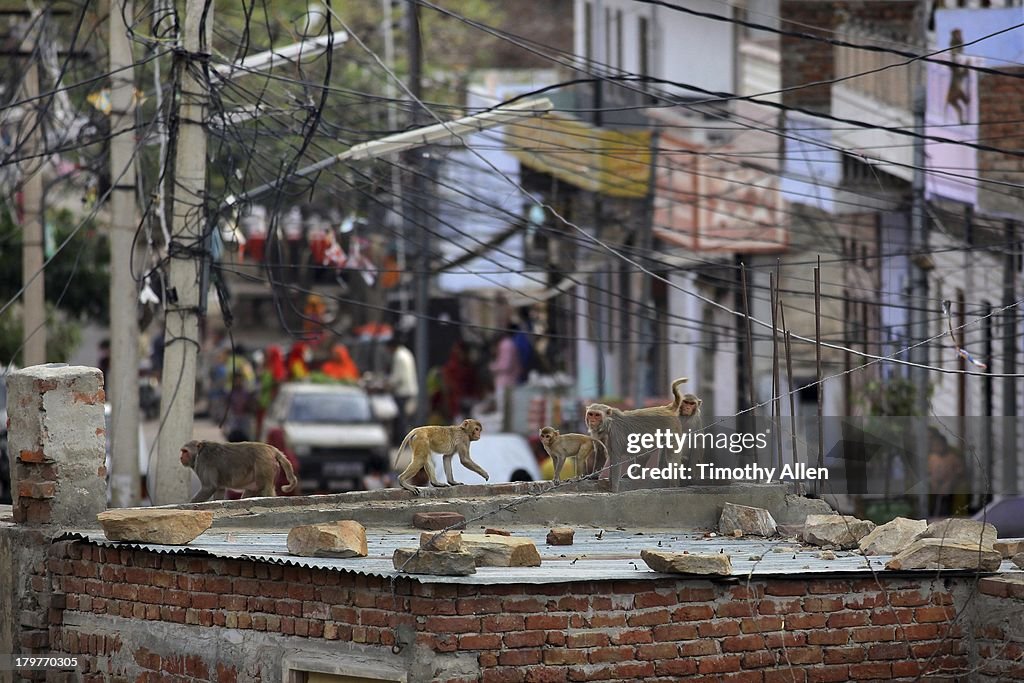 Rhesus Macaques walk over Jaipur rooftop