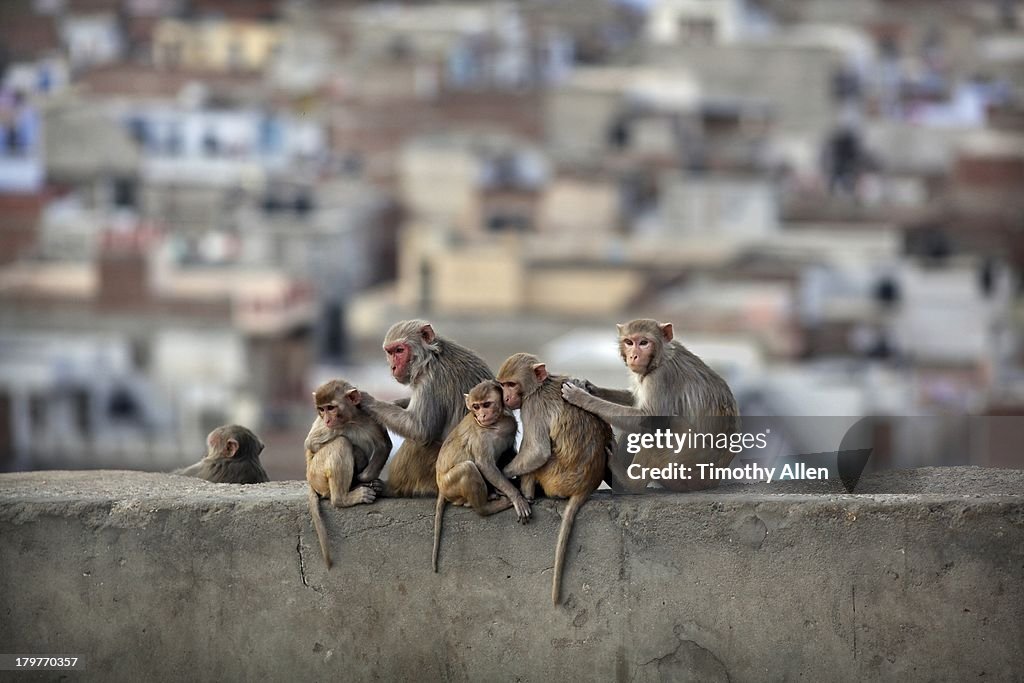 Macaques grooming on Monkey temple in Jaipur