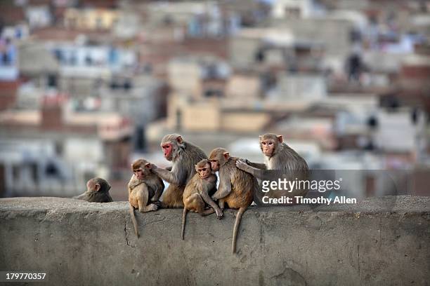 macaques grooming on monkey temple in jaipur - macaque stock pictures, royalty-free photos & images