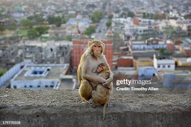 Rhesus Macaque monkey mother & child hug