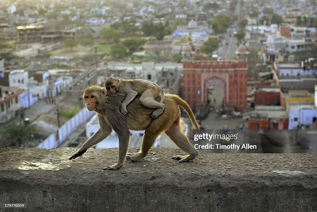 Rhesus Macaque monkey mother & child in Jaipur