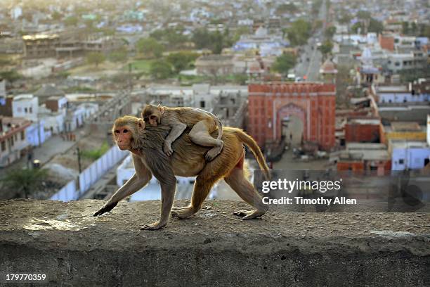 rhesus macaque monkey mother & child in jaipur - urban wildlife stock pictures, royalty-free photos & images