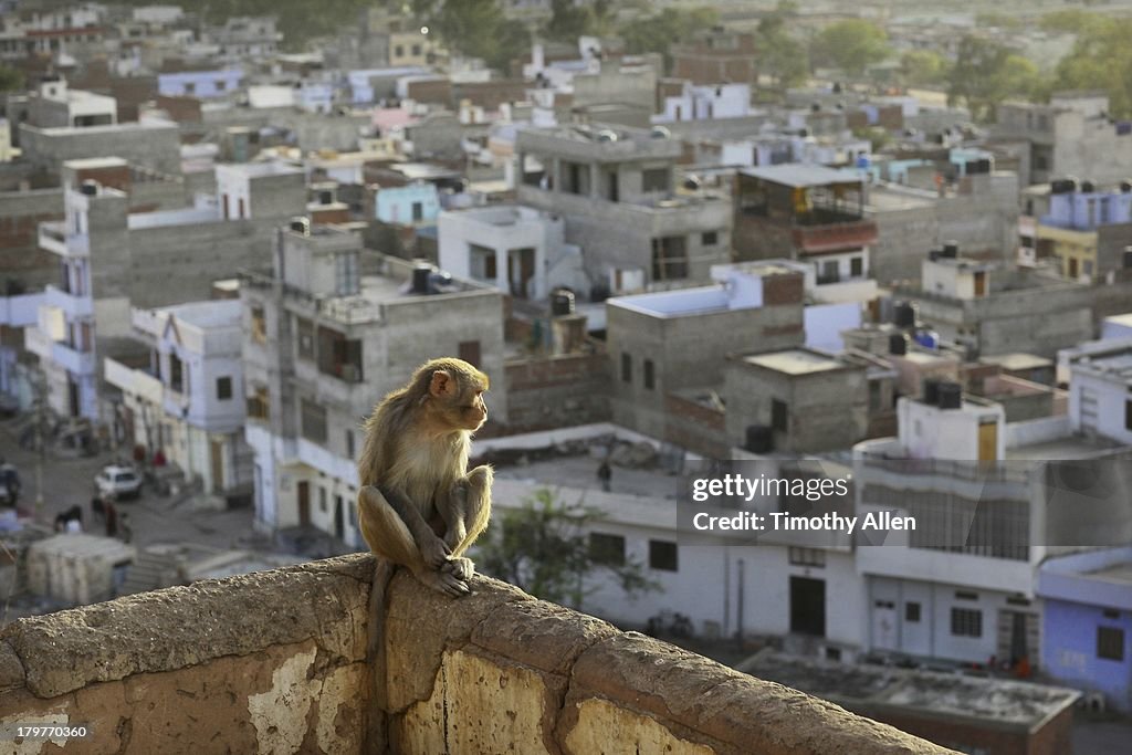 Monkey sits overlooking urban landscape