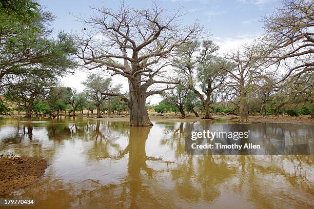 dogon village under the bandiagara cliffs, mali - sahel stock pictures, royalty-free photos & images