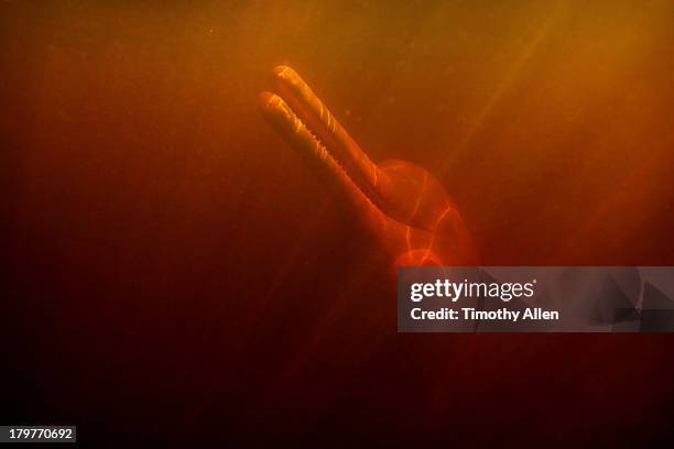amazon river dolphin, botos (inia geoffrensis) - botas fotografías e imágenes de stock