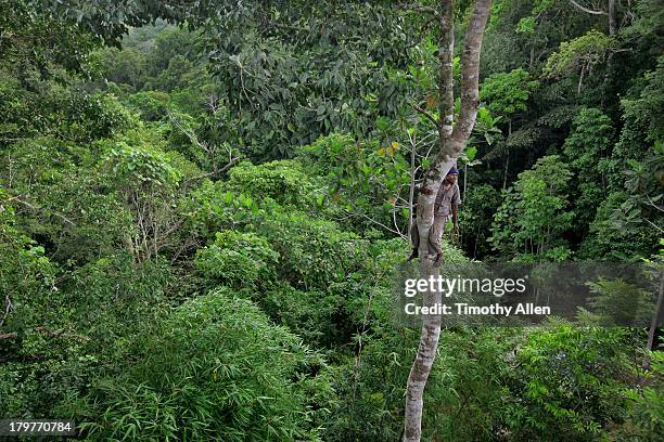 bat catcher sitting high up tree in jungle canopy - papua new guinea people stock pictures, royalty-free photos & images