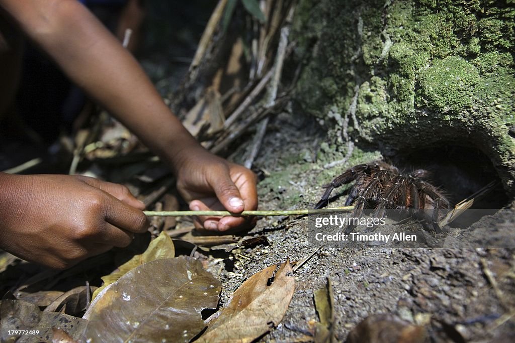 Piaora tribal children entice Goliath tarantula