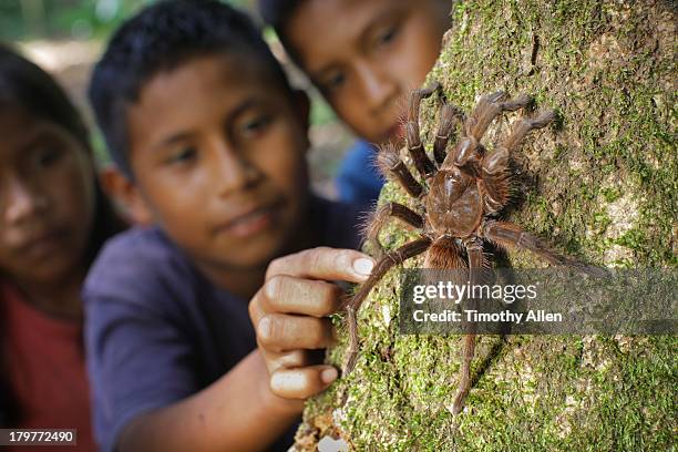 piaora children & goliath birdeater tarantula - amazon jungle girl stock pictures, royalty-free photos & images