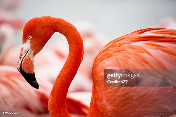 flamant rose - flamant rose stock pictures, royalty-free photos & images