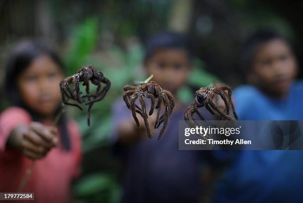 piaora tribal children & goliath tarantula spiders - amazon jungle girls stock pictures, royalty-free photos & images