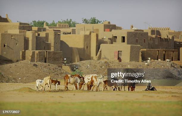 cattle graze on outskirts of djenne, mali - mud brick house stock pictures, royalty-free photos & images