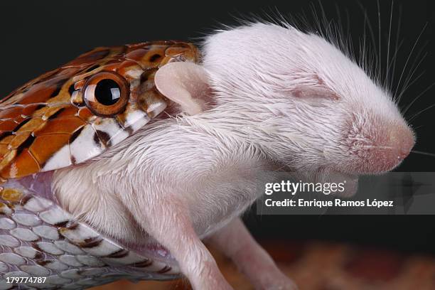 60 Snake Eats Mouse Stock Photos, High-Res Pictures, and Images - Getty ...
