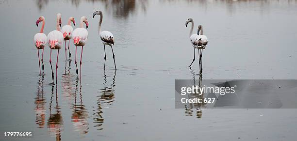 pink team and white team - flamant rose stock pictures, royalty-free photos & images
