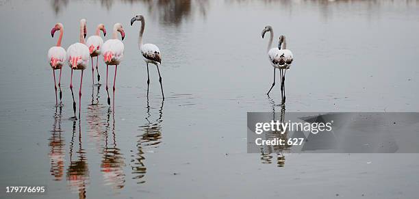 pink team and white team - flamant rose 個照片及圖片檔