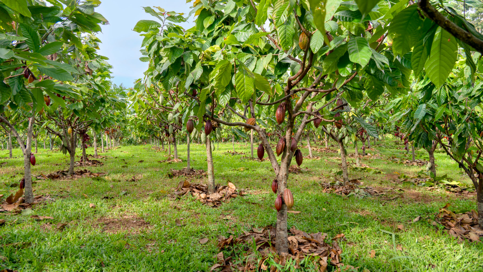 cacao orchard, Theobroma cacao, Hawaii County, Hawaii cacao orchard, Theobroma cacao, Hawaii County, Hawaii