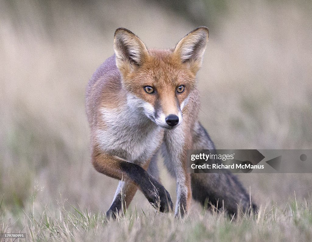 Red Fox Preparing To Pounce Photo - Getty Images