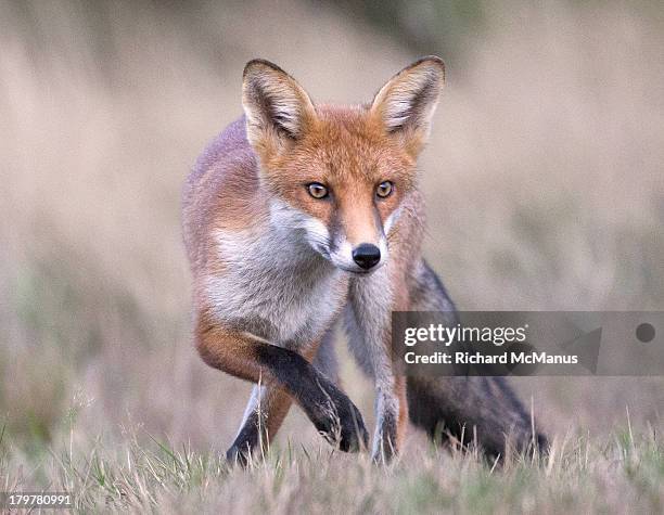 red fox preparing to pounce - red fox stock pictures, royalty-free photos & images