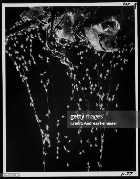 Young garden spiders emerging from their egg sac descend on silken threads to the ground, 1951.