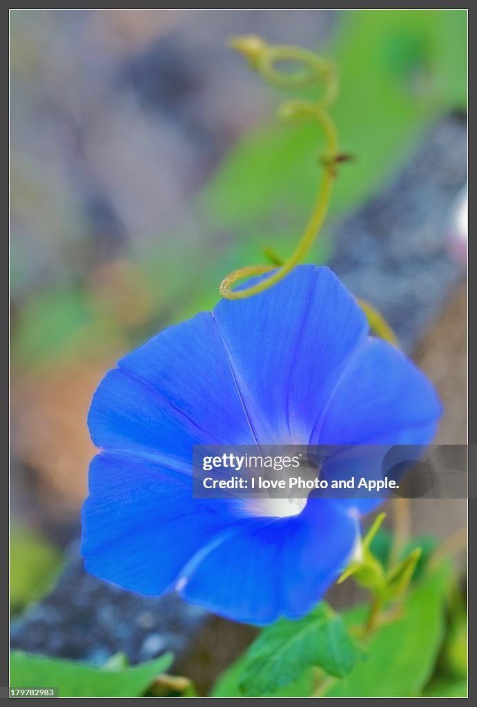 Asagao / Morning glory