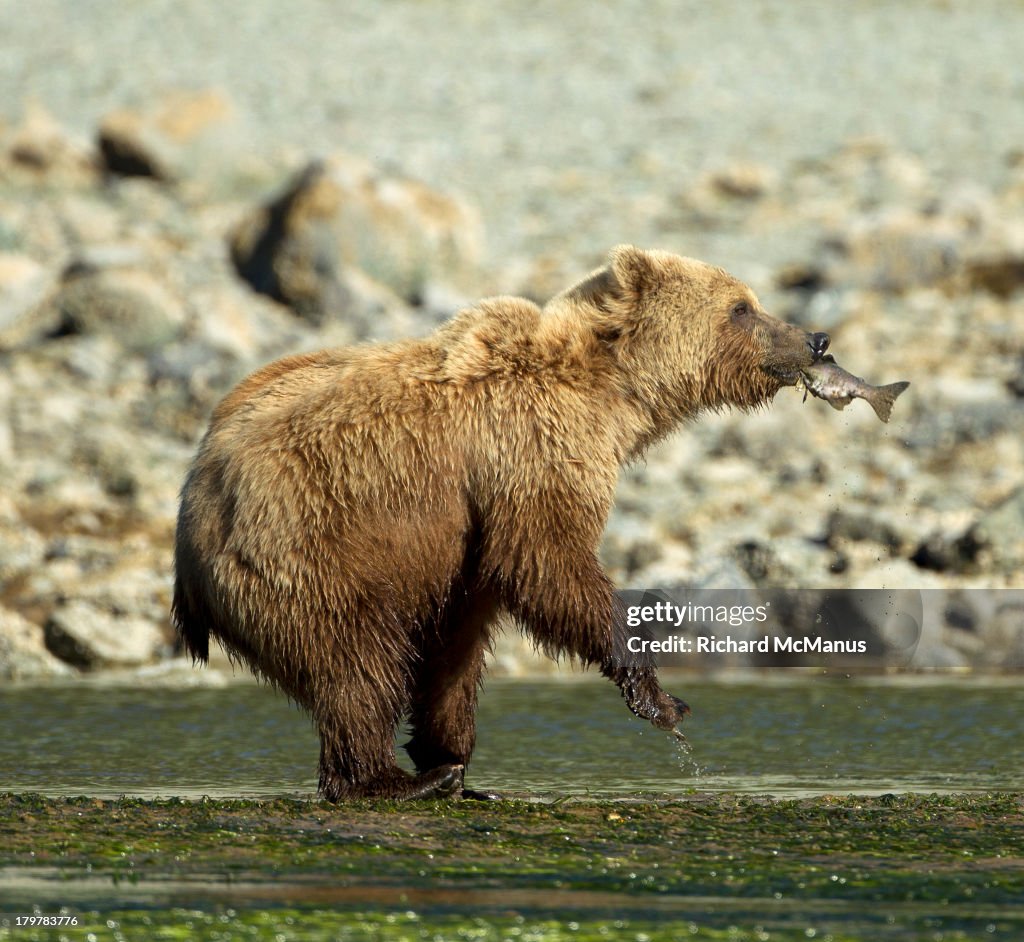 Bear dancing with delight at catching fish