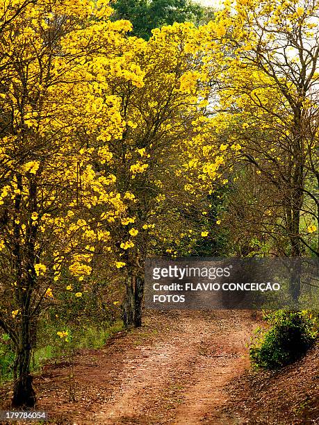 yellow-ipe on the road - ipe yellow stock pictures, royalty-free photos & images