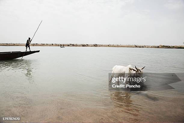 cattle walking in the niger river - niger river ストックフォトと画像