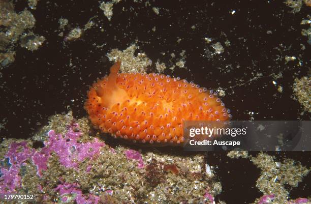 Nudibranch, Undescribed Janolus species, Waterfall Bay, Tasmania, Australia