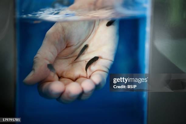 Fish Therapy, Doctor Fish eat dead skin Cells