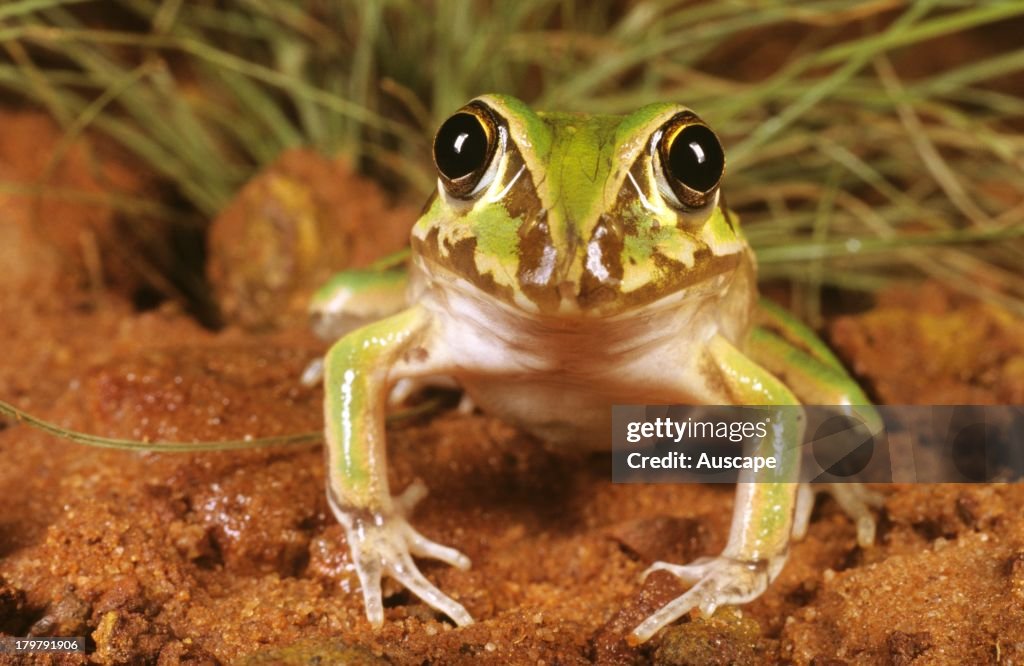 Giant frog, Cyclorana australis, eats other frog species by homing on calls at night, Kununurra, Kimberley region, Western Australia