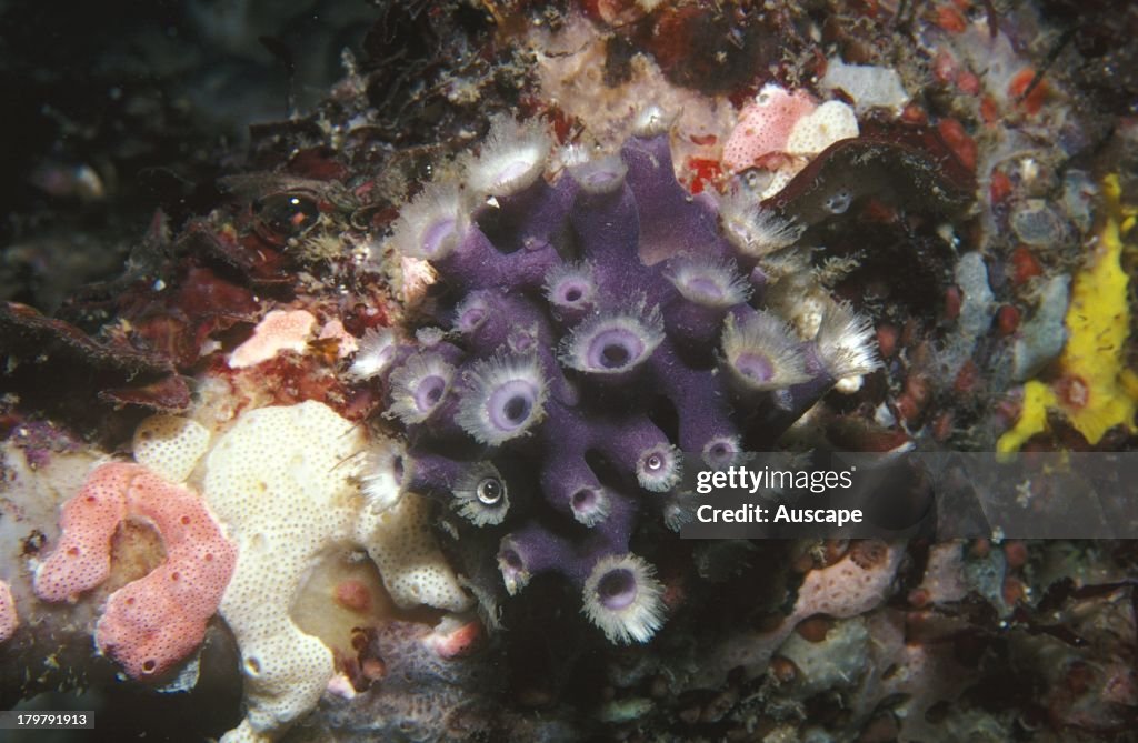 Sycon Sypha Calcareous sponge, Sycon species, with fringe of spicules around each ...