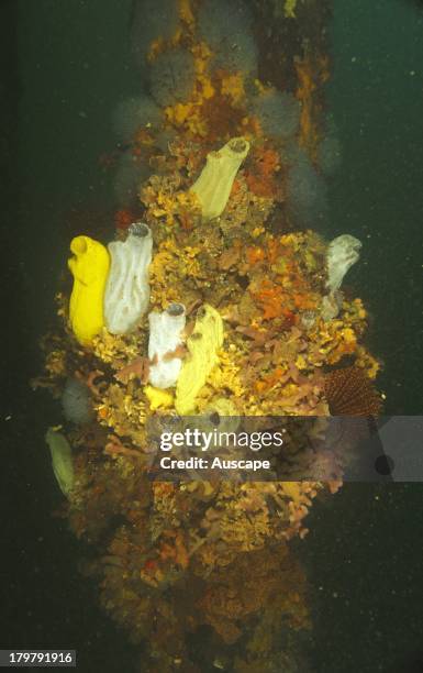 Solitary ascidians, Phallusia obesa, living on a massive bryozoan colony with other ascidians and sponges, on a jetty pile, Edithburgh, Yorke...