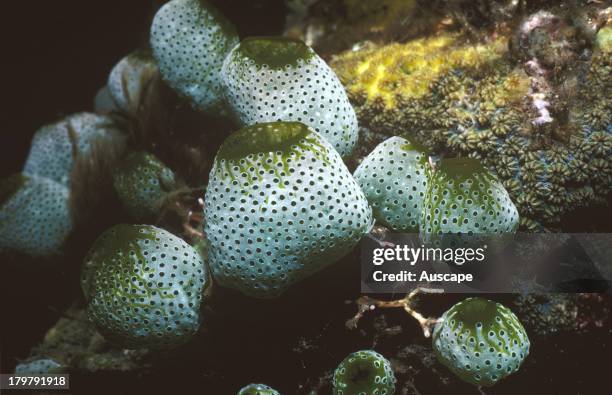 Compound ascidians, Atriolum robustum, colonies, Tulamben, Bali, Indonesia
