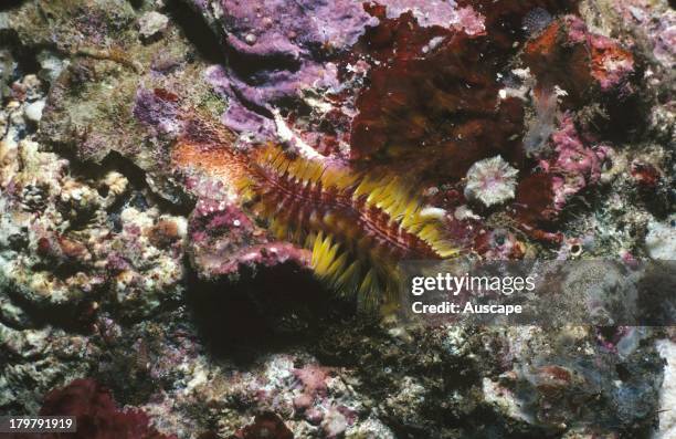 Fireworm Larvae 132 Fireworm Stock Photos, High-Res Pictures, and Images - Getty Images