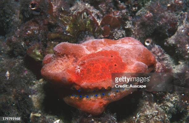 Nudibranch, Rostanga calamus, on host sponge covering a Sponge scallop, Chlamys asperrima, Edithburgh, Yorke Peninsula, South Australia