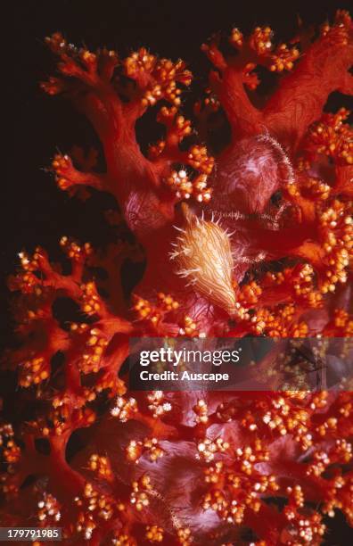 Allied cowry, Serratovolva species, its extended mantle closely mimicking the spicules of soft coral it lives and feeds on, Tulamben, Bali, Indonesia