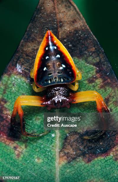 17 Australian Triangular Spider Stock Photos, High-Res Pictures, and ...