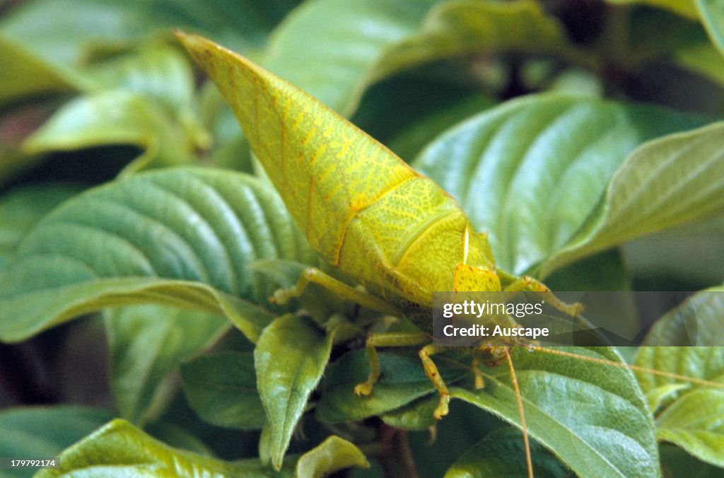 A leaf-mimicking katydid, family, Tettigoniidae, camouflaged on leaves, Borneo, Malaysia