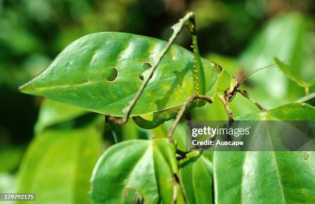 Leaf-mimicking katydid, family, Tettigoniidae, camouflaged on leaves, Borneo, Malaysia