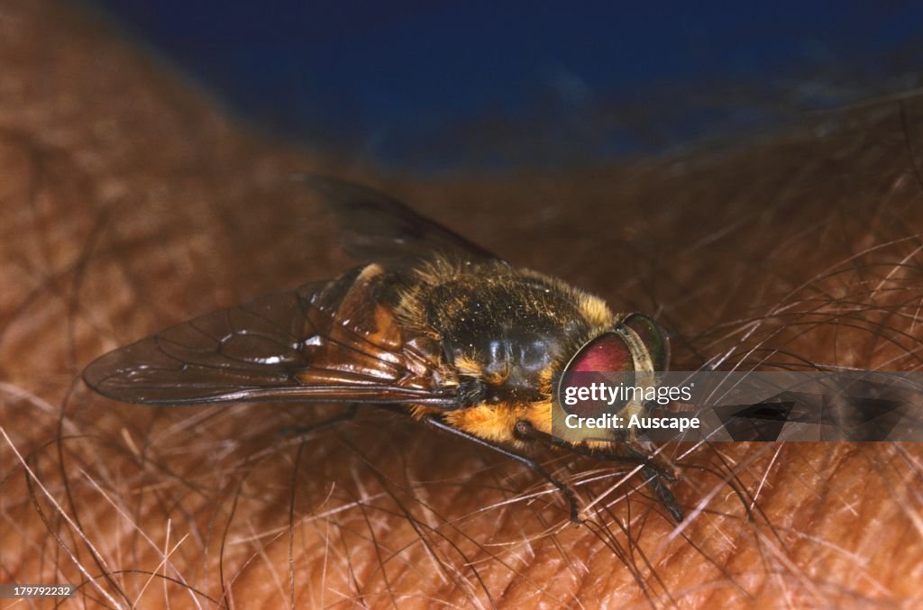 March or Horse fly, family Tabanidae, female biting human skin, Tom Price, Western Australia