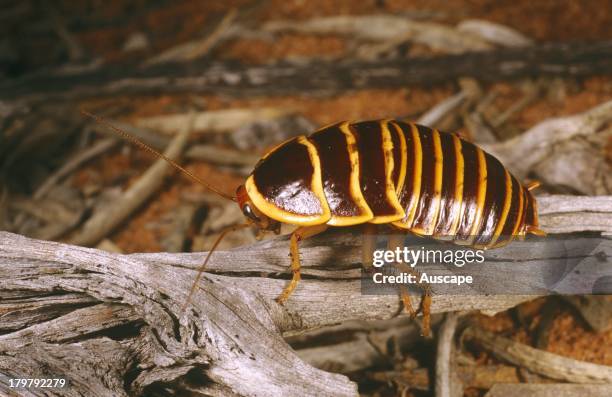 Native Cockroach 112 Australian Cockroaches Stock Photos, High-Res Pictures, and Images ...