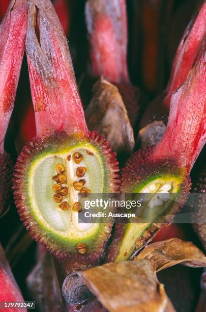 Capsule Example Botany 132 Capsule (Botany) Stock Photos, High-Res Pictures, and Images ...
