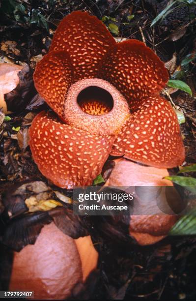 Corpse flower, Rafflesia arnoldii, West Sumatra, Indonesia