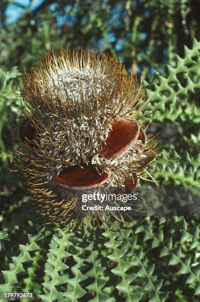 Showy banksia, Banksia speciosa, Mason Bay, Western Australia