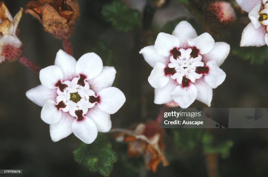 Crisped-leaf commersonia, Commersonia crispa, in flower, Bandalup Hill, near Ravensthorpe, Western Australia