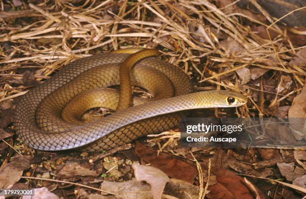 Yellow Head Snake Oakview Queensland Photos and Premium High Res Pictures - Getty Images